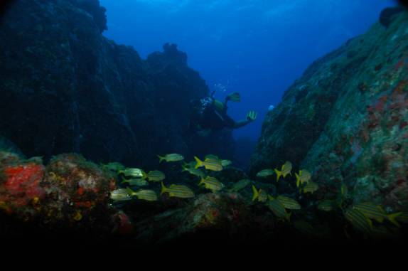 Cardume durante mergulho em Iúias, em Fernando de Noronha - PE (foto de Mateus Harfush - Ciliares)